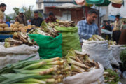 سمفونی عطر و طعم گیاهان بهاری در دشت‌های رنگین لرستان