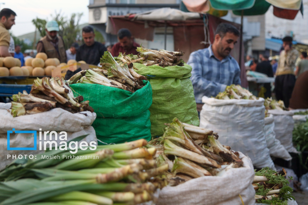 سمفونی عطر و طعم گیاهان بهاری در دشت‌های رنگین لرستان