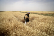 بیش از یک میلیون تن گندم از کشاورزان خوزستانی خریداری شد