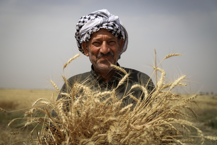 برداشت گندم در دشت آزادگان