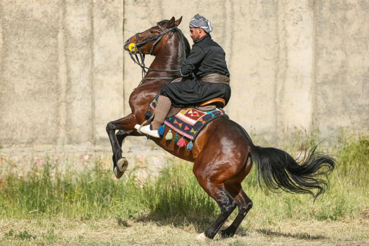 جشنواره «اسب کُردی» در سنندج