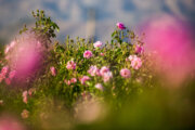 خراسان شمالی سرمست از شمیم گل محمدی