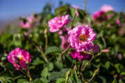 Rosen und das Rosenwasser von Meymand