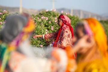 گل و گلاب میمند