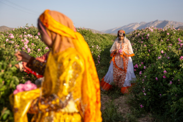 گل و گلاب میمند