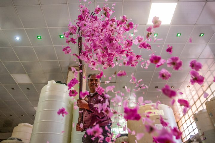 وقتی عطر سحرگاهی با رنج دستها گره میخورد