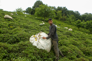 چای ایرانی