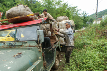 چای ایرانی