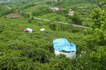 چای ایرانی