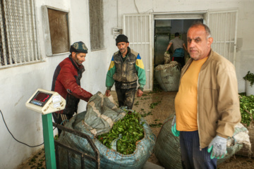 چای ایرانی