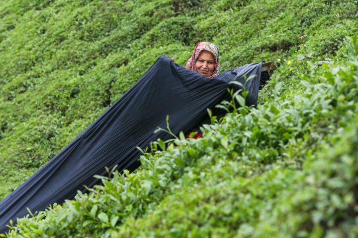 چای ایرانی