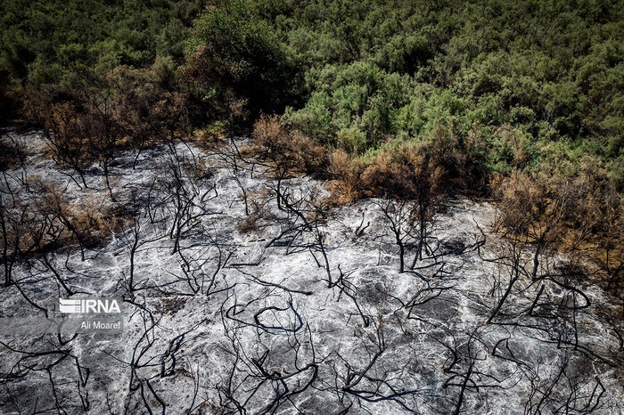 درخواست سومین بالگرد برای مهار آتش در جنگلهای چالوس/ ۶۱ گروه پیاده به منطقه اعزام شدند