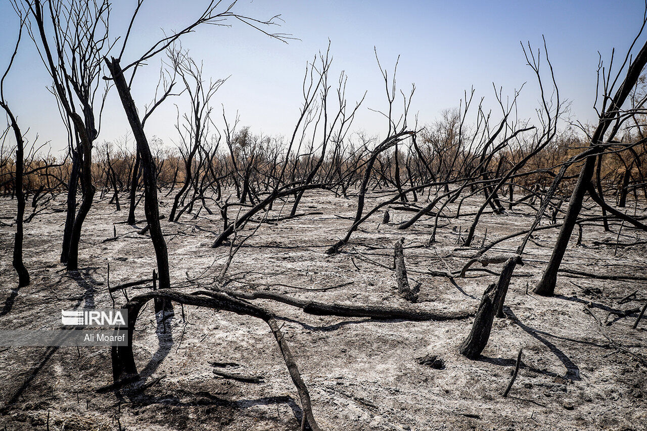 دستور قضایی برای شناسایی عاملان آتش‌سوزی جنگل‌های چالوس صادر شد