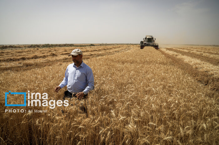 گندم قربانی برنج