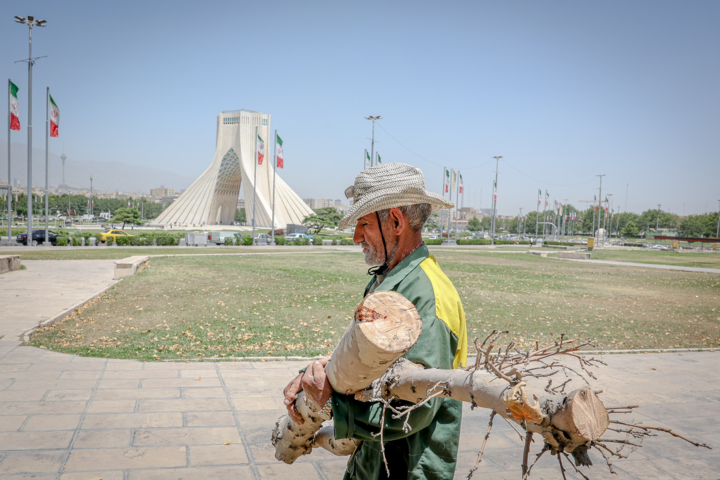 قطع درختان میدان «آزادی»؛ خاک تشنه، درختان بی‌جان
