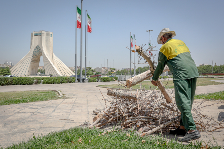 قطع درختان میدان «آزادی»؛ خاک تشنه، درختان بی‌جان
