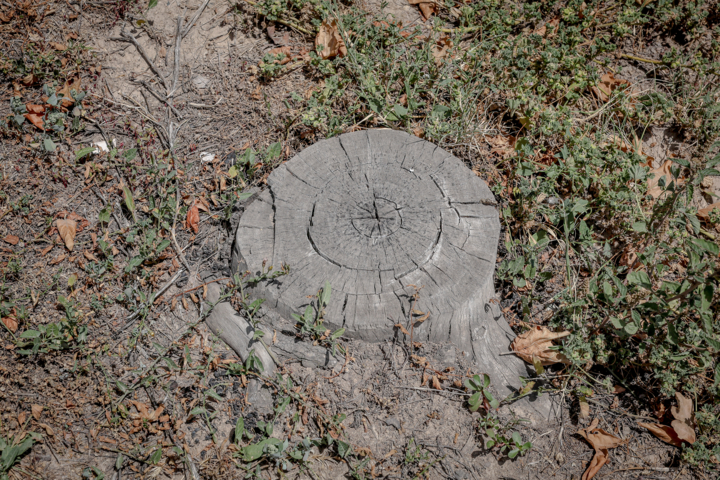 تشکیل پرونده قضایی برای متخلفان قطع غیرمجاز درختان در بندپی بابل