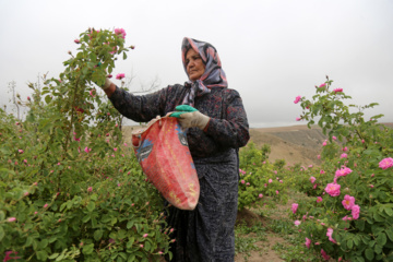 برداشت گل محمدی از باغات خراسان شمالی