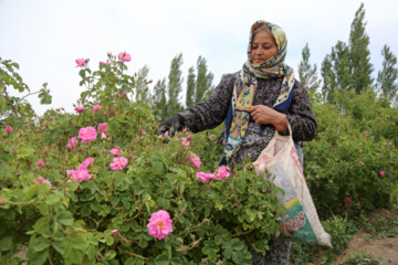 برداشت گل محمدی از باغات خراسان شمالی