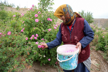 برداشت گل محمدی از باغات خراسان شمالی