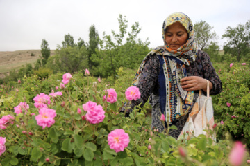 برداشت گل محمدی از باغات خراسان شمالی