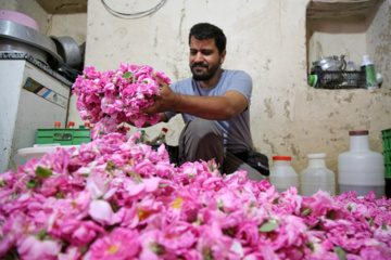 برداشت گل محمدی از باغات خراسان شمالی