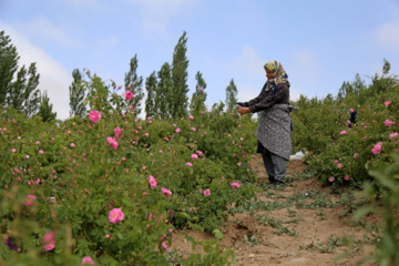 برداشت گل محمدی از باغات خراسان شمالی