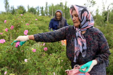 برداشت گل محمدی از باغات خراسان شمالی