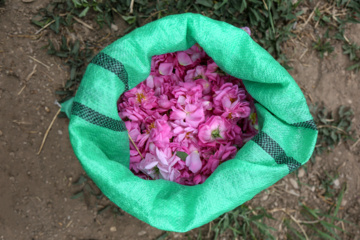 برداشت گل محمدی از باغات خراسان شمالی