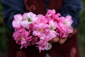 برداشت گل محمدی از باغات خراسان شمالی