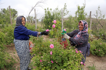 برداشت گل محمدی از باغات خراسان شمالی