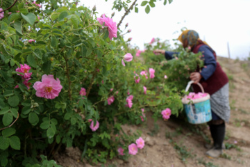برداشت گل محمدی از باغات خراسان شمالی
