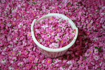 برداشت گل محمدی از باغات خراسان شمالی