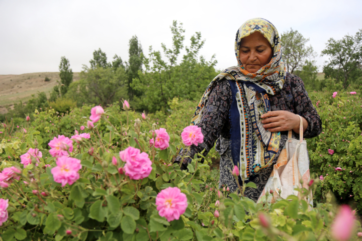 باغ‌های جهانی استهبان در محنت خشکسالی