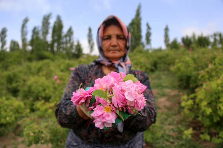 اصفهان پرچمدار دفاع از اصالت ایرانی «گل محمدی» در برابر ثبت جهانی عربستان شد