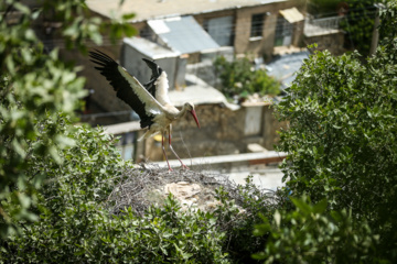 Peaceful coexistence between storks and Iranians