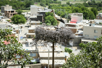 «خداوند لک‌لک‌ها را دوست دارد»