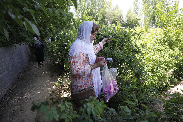 از گلستانهای اسکو تا مزارع مرند؛ چالش صنایع تبدیلی پیشروی توسعه گل محمدی