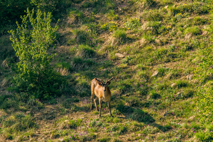 جنگلهای هیرکانی، هویت فرهنگی و میراث ملی