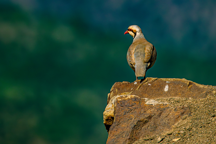گامهای سازمان محیطزیست برای هوشمندسازی حفاظت از مناطق