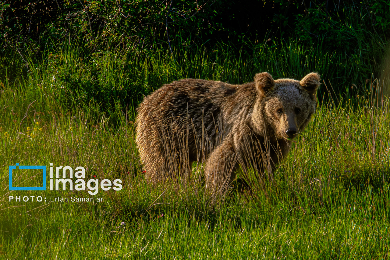 مفقود شدن یک توله خرس قهوهای در پارک پردیسان