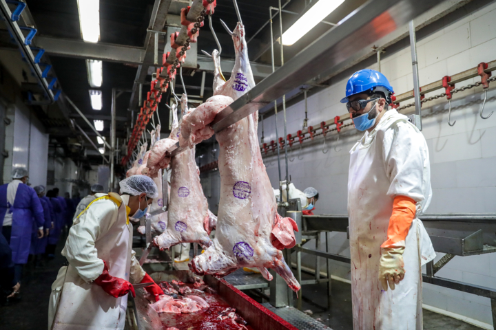 فراوانی مرغ در بازار کرمان و ثبات قیمتها