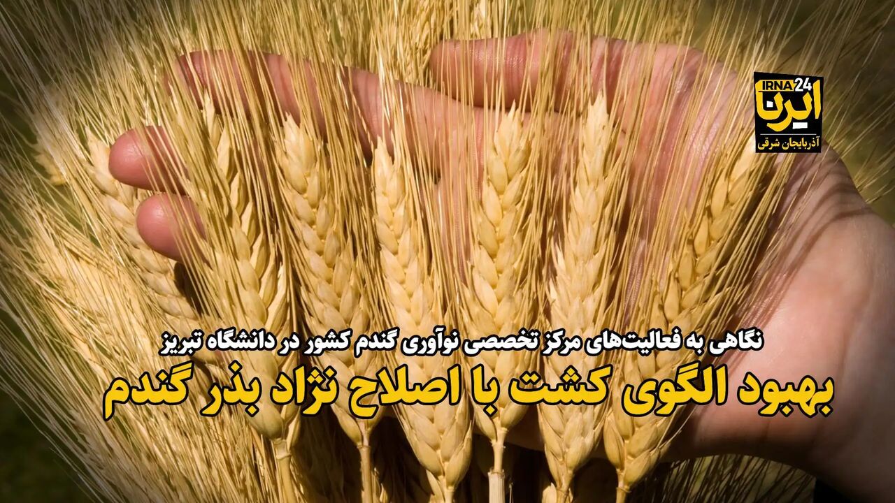 فیلم| بهبود کیفیت و الگوی کشت با اصلاح نژاد بذر گندم
