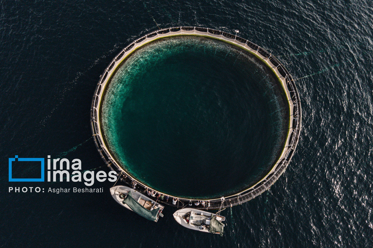 افزایش ۱۰۰ درصدی پرورش ماهی دریایی در گلستان با حمایت دولت چهاردهم