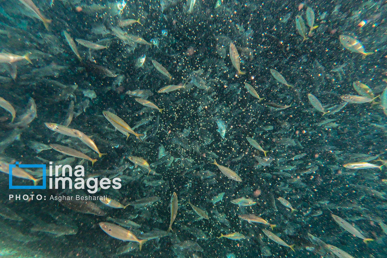 کارشناسان در رویداد ملی «اقتصاد شیلات ایران در افق آینده» جزیره قشم چه گفتند