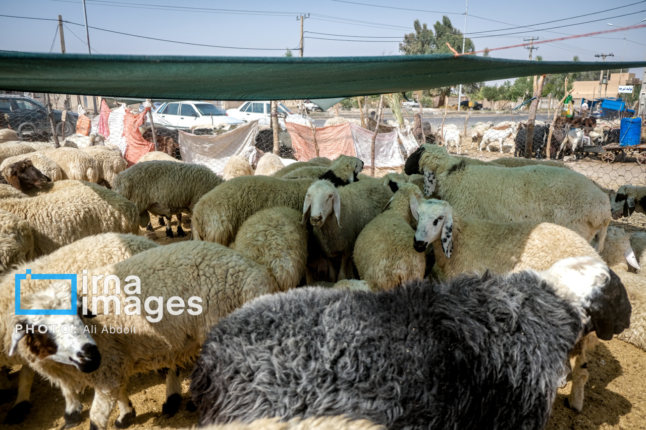 فیلم/ بازار دام عید قربان در اردبیل