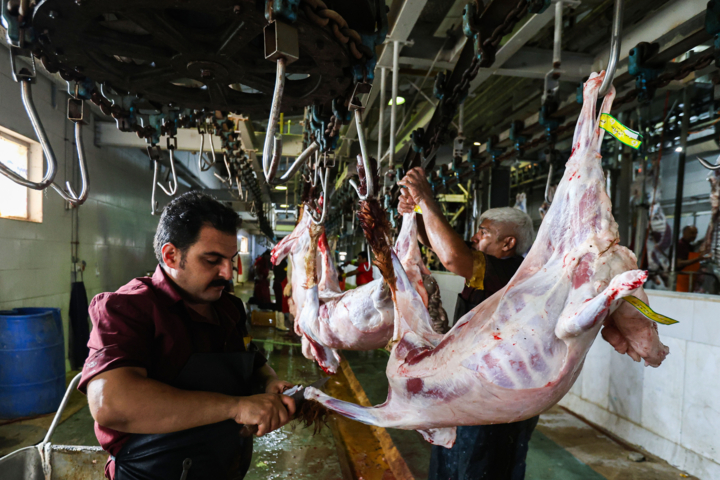 بزم خونی کنه‌ها در گرمای جنوب شرق؛ "کریمه کنگو" در کمین قصابان و خانه‌داران