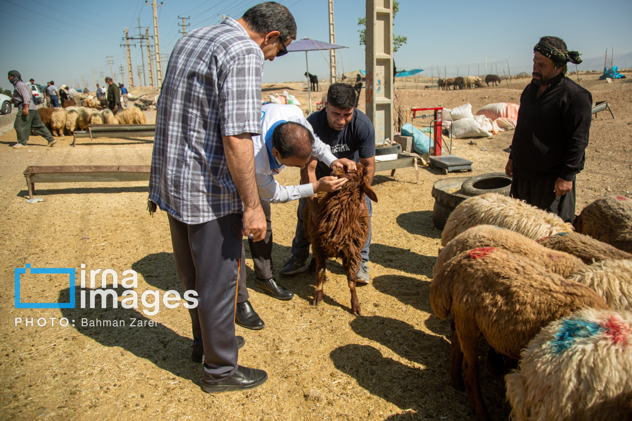 کنترل تب برفکی و تعیین جایگزین‌های بازار دام تعطیل شده «مهد توس» مشهد