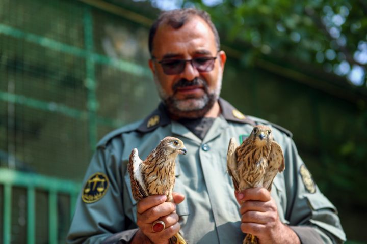 بازگشت پرندگان شکاری‌ به آسمان الوند
