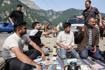 «جاده چالوس»؛ گذرگاه بهاری عشایر